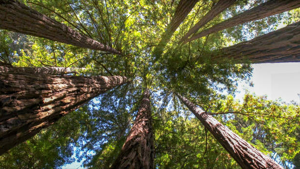 How Our Tree Care Process Works  in Clifton, CO